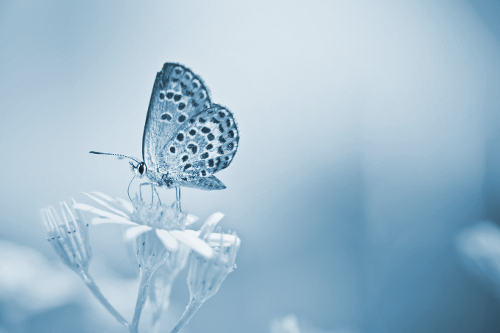 Image: HospiceRx Resources